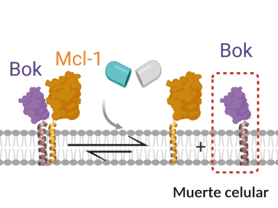 Mcl-1 es una proteína que evita la muerte de las células tumorales secuestrando al ejecutor de muerte Bok.Imagen: CIPF.
