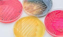 Microbioma Humano y Saluo