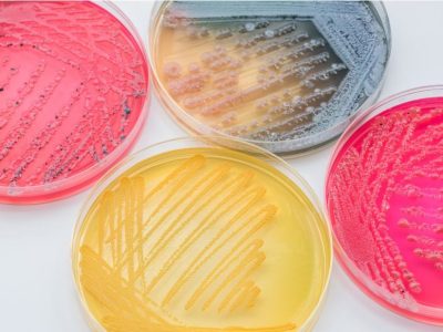 Microbioma Humano y Saluo