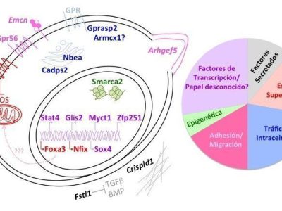 Resumen de los procesos moleculares implicados en el trasplante de médula ósea a través de este estudio. Imagen cortesía de Miguel Ganuza St. Jude Children’s Research Hospital (Memphis, USA).