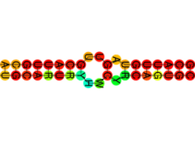 Estructura del microARN Mir-33 SS. Imagen: Rfam