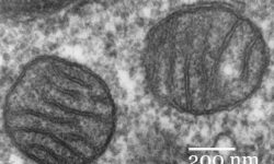 Las enfermedades de herencia mitocondrial son aquellas provocadas por alteraciones en el ADN localizado en las mitocondrias. Imagen: Louisa Howard.