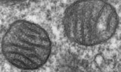 Cuando las células pierden su integridad y liberan su contenido, el ADN mitocondrial, localizado en el interior de las mitocondrias,  también es liberado. Imagen: Louisa Howard.