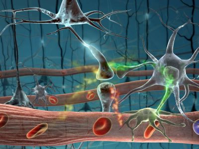 Red de vasos sanguíneos y neuronas. Kim Hager, University of California, Los Angeles
