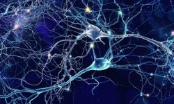 Gracias a la utilización de organoides de cerebro se ha identificado una población de células progenitoras neurales, responsables de la esclerosis tuberosa. Imagen: Getty Images.