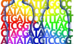 Variantes genéticas surgidas en la especie humana durante su evolución podrían ayudar a proteger a los mayores de la demenciaImagen: Jade Ades (National Human Genome Research Institute, EEUU).