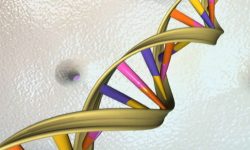 ADN. Imagen: National Human Genome Research Institute