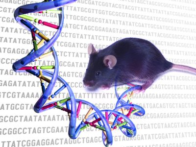 Los investigadores utilizaron 100 líneas de ratones con diferente perfil genético entre ellas, pero en las que todos los ratones de la misma línea son idénticos. Imagen: Darryl Leja, National Human Genome Research Institute (National Institute of Health).