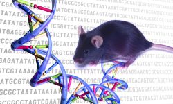 Los investigadores utilizaron 100 líneas de ratones con diferente perfil genético entre ellas, pero en las que todos los ratones de la misma línea son idénticos. Imagen: Darryl Leja, National Human Genome Research Institute (National Institute of Health).