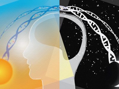 los genes Bmal1 y Per2, encargados de controlar el reloj biológico también pueden funcionar como genes supresores de tumores. Imagen: Darryl Leja, National Human Genome Research Institute (http://www.genome.gov).