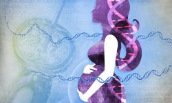 Muchos de los tratamientos contra el cáncer afectan a la función de los ovarios e interfieren con la fertilidad femenina y otros aspectos de su salud. Imagen: Ernesto del Aguila III, National Human Genome Research Institute (https://www.genome.gov).