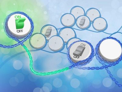 El equipo de investigadores ha analizado los patrones de fragmentación de ADN libre en plasma para determinar cómo era la distribución de nucleosomas en las células de origen del ADN liberado en plasma. Imagen: Darryl Leja, National Human Genome Research Institute,(https://www.genome.gov (National Institute of Health).
