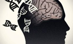 Como ocurre habitualmente con las enfermedades complejas, en las que intervienen múltiples genes y en las que el ambiente tiene un papel importante, cada una de las variantes genéticas relacionadas con la esquizofrenia hasta la fecha solo contribuye con peso muy pequeño en el riesgo. Imagen: Jonathan Bailey, NHGRI (National Human Genome Research Institute).