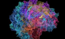 Un estudio revela un nuevo sistema CRISPR dirigido a ARN en lugar de a ADN. Este nuevo sistema aprovecharía la temporalidad de las moléculas de ARNm. En la ilustración se muestra la síntesis de ARN a partir del ADN. Imagen: Credit: David Bushnell, Ken Westover and Roger Kornberg, Stanford University (CC BY 2.0, https://creativecommons.org/licenses/by/2.0/).