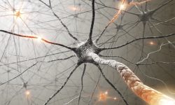 Las proteínas que leen e interpretan la información contenida en el ADN para formar la mielina, pueden sustituirse funcionalmente entre sí para garantizar que se forme y repare esta capa de grasa que hace posible el funcionamiento de los nervios. Imagen: NIH Commond Fund (CC BY 2.0, https://creativecommons.org/licenses/by/2.0/). neuronas