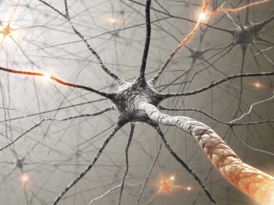 Las proteínas que leen e interpretan la información contenida en el ADN para formar la mielina, pueden sustituirse funcionalmente entre sí para garantizar que se forme y repare esta capa de grasa que hace posible el funcionamiento de los nervios. Imagen: NIH Commond Fund (CC BY 2.0, https://creativecommons.org/licenses/by/2.0/). neuronas