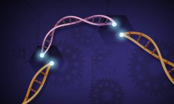 Las herramientas de edición del genoma, como CRISPR, han supuesto una revolución tecnológica cuya utilización debe ser llevada acabo de forma responsable. Imagen: National Institute of Health.