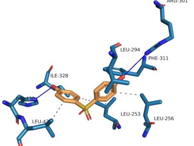 Modelo molecular de la unión del BPS a su sitio de unión en el receptor de estrógenos beta. Imagen: José Antonio Encinar, coautor del trabajo.