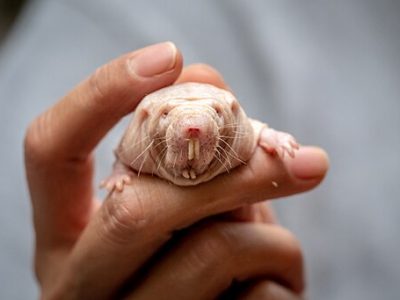 La rata topo desnuda es un singular roedor cuya longevidad ha sido y continúa siendo objeto de estudio. Imagen: John Brighenti from Rockville, MD, United States, CC BY 2.0, via Wikimedia Commons.