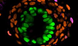 Embrioide de 4 días obtenido en el laboratorio de Magdalena Zernicka-Goetz con estructuras similares a los embriones: un dominio interno similar al epiblasto (del que derivará el embrión) marcado en verde, rodeado de células de tipo hipoblasto (que dará lugar al saco vitelino) marcadas en naranja y células similares a las del trofoblasto (precursor de los tejidos extraembrionarios) marcadas en morado. Imagen: Universidad de Cambridge.