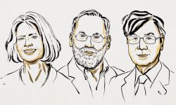 Mary E. Brunkow, Fred Ramsdell y Shimon Sakaguchi serán galardonados con el Premio Nobel de Fisiología o Medicina por descubrir cómo las células T reguladoras evitan que el sistema inmunitario ataque al propio organismo.