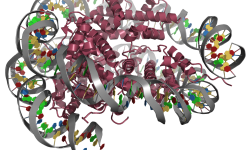 Algunos  fragmentos de ADN libre circulan por la sangre unidos todavía a proteínas de unión al ADN como las histonas, formando los conocidos nucleosomas. Imagen: Estructura molecular de un nucleosoma.