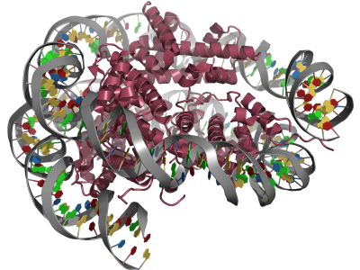 Algunos  fragmentos de ADN libre circulan por la sangre unidos todavía a proteínas de unión al ADN como las histonas, formando los conocidos nucleosomas. Imagen: Estructura molecular de un nucleosoma.
