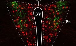 Células vasopresinérgicas (en verde) y oxitocinérgicas (en rojo) en el núcleo paraventricular de un ratón nulo para el gen Mecp2. Abreviaturas: 3V, tercer ventrículo; AVP, vasopresina; OT, oxitocina; Pa, núcleo hipotalámico paraventricular; Pe, núcleo hipotalámico periventricular.