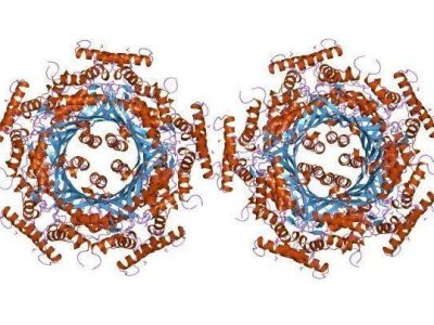 Decámeros de la enzima GTP ciclohidrolasa. Por English: Jawahar Swaminathan y personal del Instituto Europeo de Bioinformática.