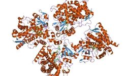 Estructura molecular de uno de los miembros de la familia de los citocromo. Imagen: De Jawahar Swaminathan and MSD staff at the European Bioinformatics Institute - http://www.ebi.ac.uk/pdbe-srv/view/images/entry/2v0m600.png.