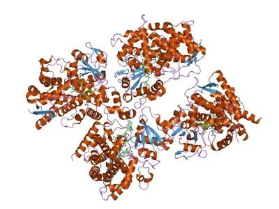Estructura molecular de uno de los miembros de la familia de los citocromo. Imagen: De Jawahar Swaminathan and MSD staff at the European Bioinformatics Institute - http://www.ebi.ac.uk/pdbe-srv/view/images/entry/2v0m600.png.