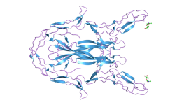 Estructura molecular de la neurotrofina 3. Imagen: http://www.ebi.ac.uk/