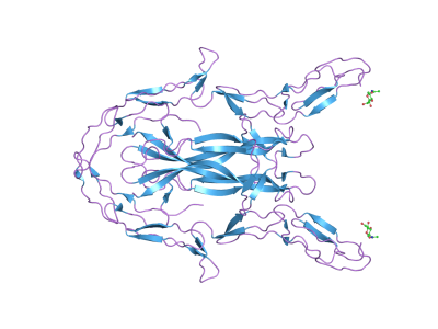 Estructura molecular de la neurotrofina 3. Imagen: http://www.ebi.ac.uk/