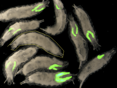Científicos del IRB Barcelona y del PCCB desarrollan un modelo de estudio del sarcoma de Ewing en la mosca Drosophila.