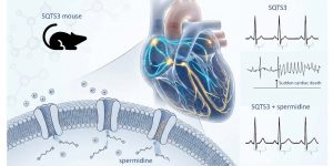 La reutilización terapéutica de las poliaminas previene las arritmias ventriculares en un modelo murino del síndrome de QT corto tipo 3 (SQTS3), abriendo la puerta al desarrollo de terapias específicas para prevenir la muerte súbita cardíaca en personas con SQTS3.