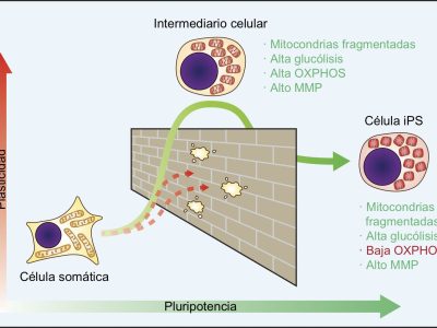 Figura 1. Las células somáticas adquieren un estado plástico durante la reprogramación celular caracterizado por una morfología mitocondrial fragmentada, un metabolismo híbrido y un alto potencial de membrana mitocondrial.