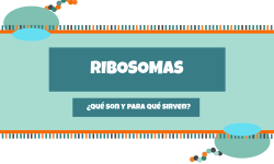 RIBOSOMAS (2)
