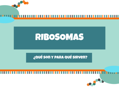 RIBOSOMAS (2)