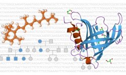 Un trabajo en Cell revela los mecanismos hereditarios por los que algunas mutaciones en el gen RBP4 dan lugar a defectos oculares congénitos. Imagen: MedigenePress S.L.
