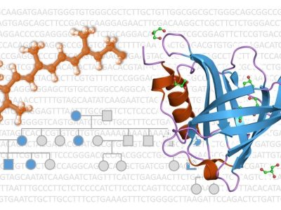 Un trabajo en Cell revela los mecanismos hereditarios por los que algunas mutaciones en el gen RBP4 dan lugar a defectos oculares congénitos. Imagen: MedigenePress S.L.