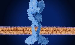 La activación del receptor HER2 afecta a FOXA1 y y contribuye a generar resistencia a las terapias hormonales en cáncer de mama