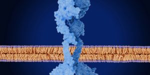 La activación del receptor HER2 afecta a FOXA1 y y contribuye a generar resistencia a las terapias hormonales en cáncer de mama