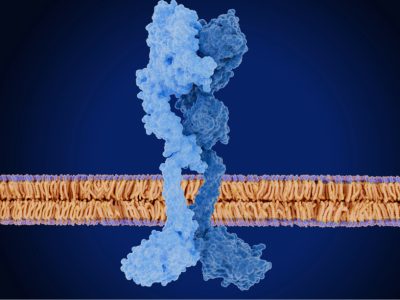 La activación del receptor HER2 afecta a FOXA1 y y contribuye a generar resistencia a las terapias hormonales en cáncer de mama