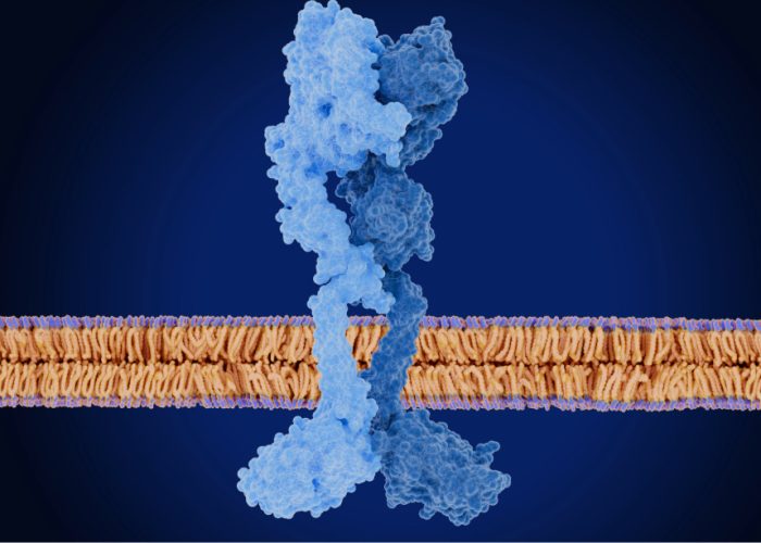 La activación del receptor HER2 afecta a FOXA1 y y contribuye a generar resistencia a las terapias hormonales en cáncer de mama