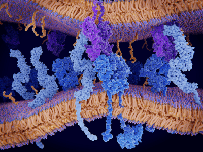 Receptor de una célula T (azul más oscuro) interaccionando con el complejo mayor de histocompatibilidad (morado) de otra a través de la unión  un antígeno (en verde). Imagen: Canva.