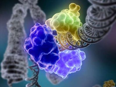 Los mecanismos de reparación del ADN están relacionados con el envejecimiento. Imagen: Tom Ellenberger, Washington University School of Medicine.
