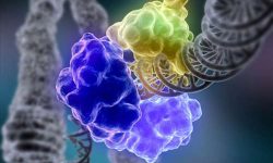 Los mecanismos de reparación del ADN están relacionados con el envejecimiento. Imagen: Tom Ellenberger, Washington University School of Medicine.