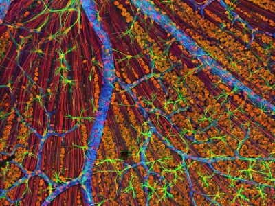 Retina. Imagen: Tom Deerinck, National Center for Microscopy and Imaging Research
