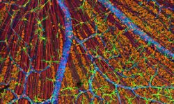 Retina. Imagen: Tom Deerinck, National Center for Microscopy and Imaging Research