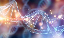 Revelan cómo diferentes mutaciones en el gen MYH9 dan lugar a diferente gravedad de enfermedades.